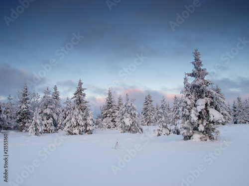 Winter landscape by forest