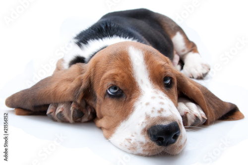 basset hound puppy