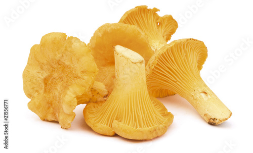 Fényképezés Group_of_chanterelles