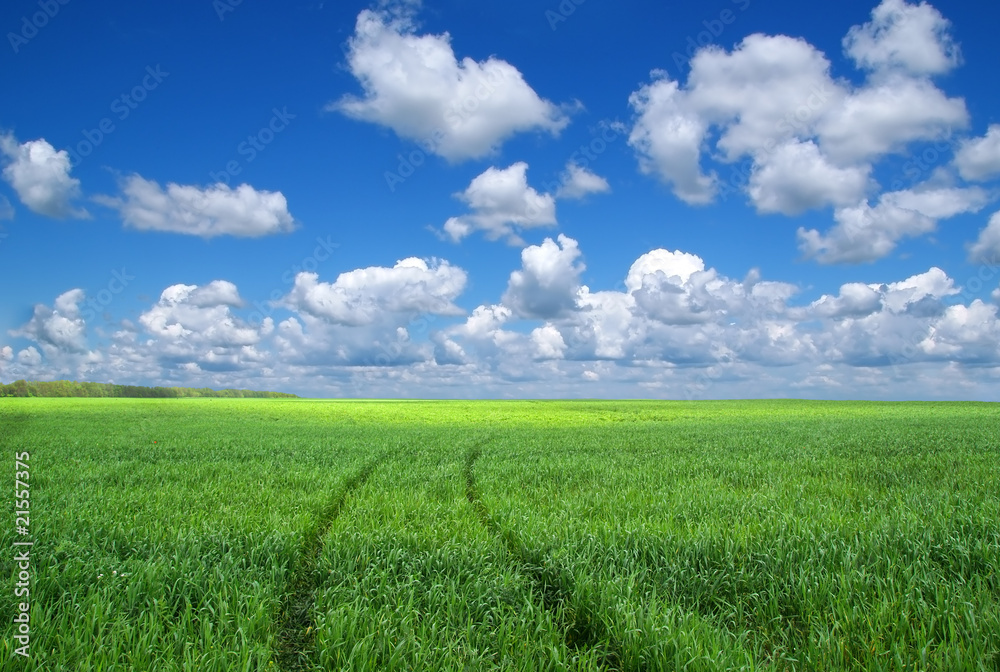 Green field and blue sky