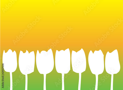 Weiße Tulpen