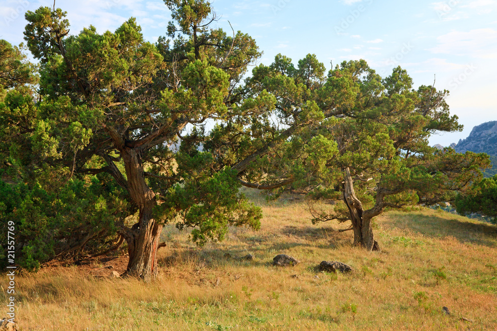 pine trees on summer mountain hill (Crimea, Ukraine) pine trees on summer mountain hill (Crimea, Ukraine)