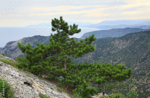 pine tree on summer mountain hill (Crimea, Ukraine)