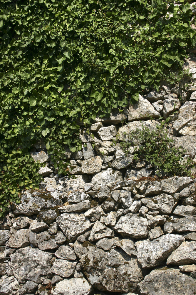 Wall and climbing plant Wall and climbing plant