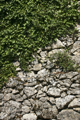 Wall and climbing plant
