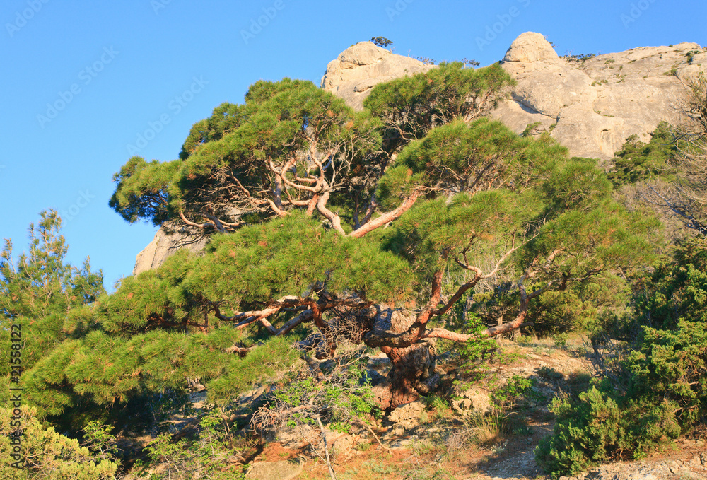 pine tree on summer mountain hill (Crimea, Ukraine)