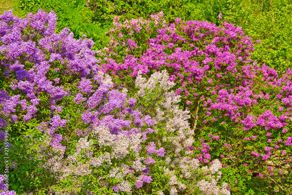 lilac bush