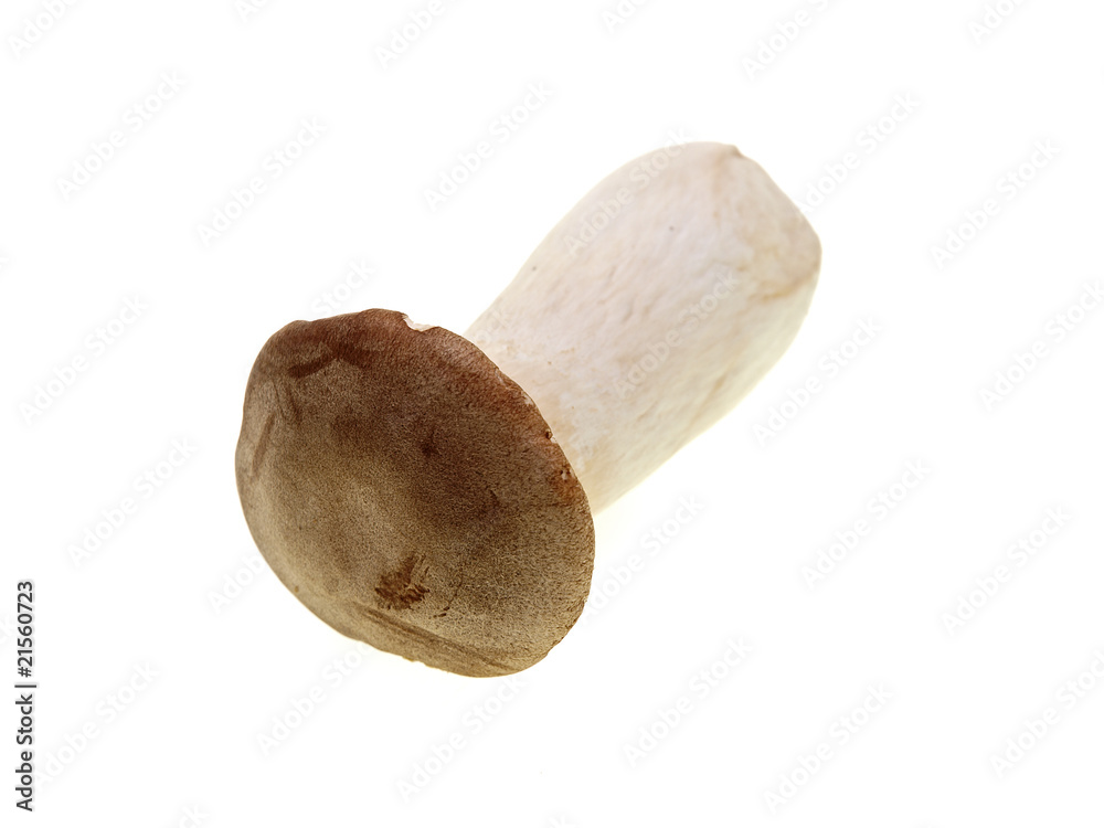 kräuterseitlinge kräuterseitlinge