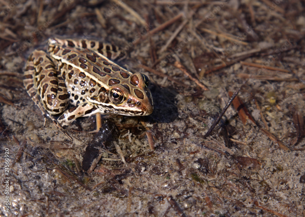 Fototapeta premium Brown Leopard Frog