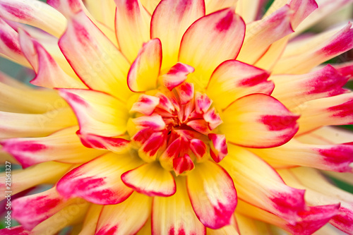 Macro view of a yellow flower dahlia