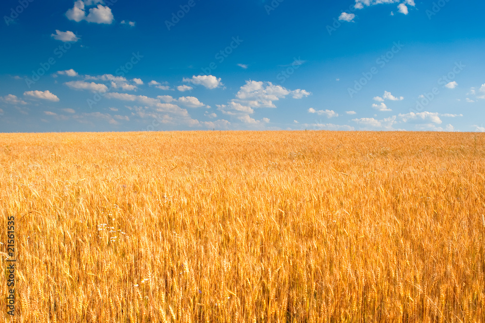 Naklejka premium Yellow wheat field under blue sky