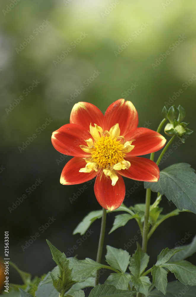 Blume. Zarte Schönheit Blume. Zarte Schönheit