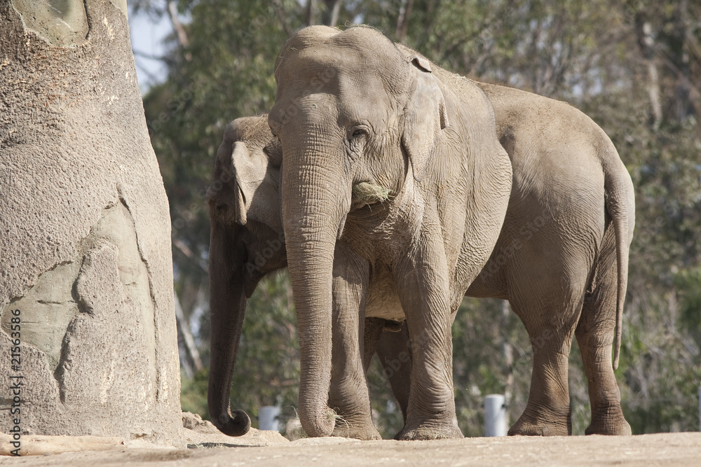 Naklejka premium Elephant Pair