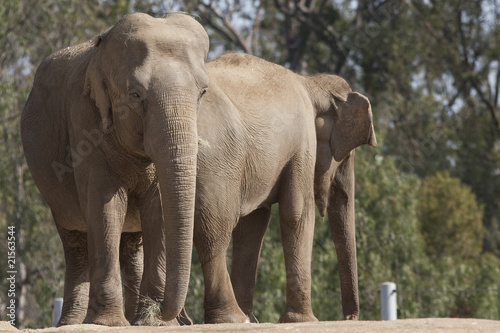 Elephants