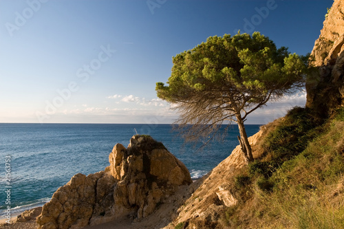 Pine on rocky coast