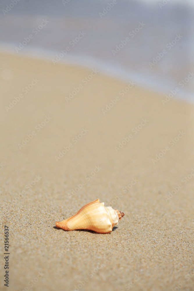 close up of shell on beach close up of shell on beach