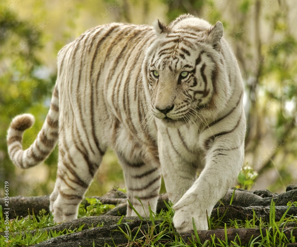 Fototapeta premium White Bengal Tiger Approaching