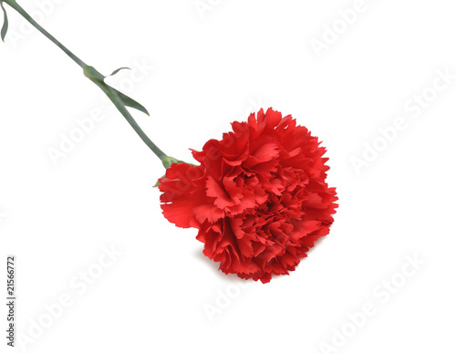 Red carnation flower