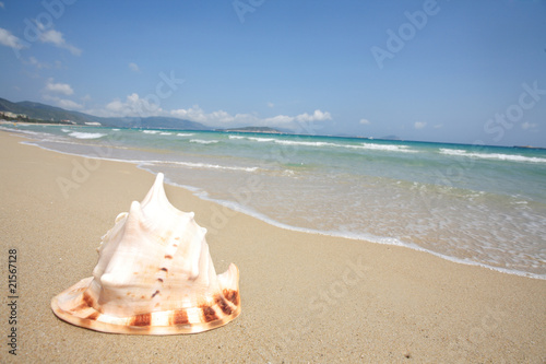 close up of shell on beach