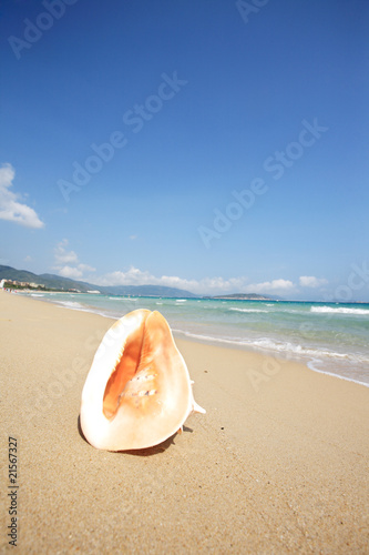 close up of shell on beach © zhu difeng