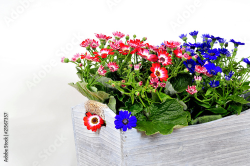 Cinerarie senecio cruentus Blume photo