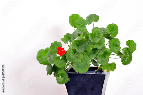 Geranien Pelargonien photo