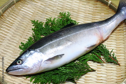 サクラマス