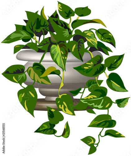 pothos nel vaso