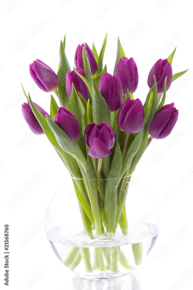 Fototapeta premium fresh tulips