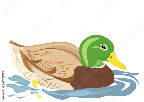 Beautiful duck swimming in pond