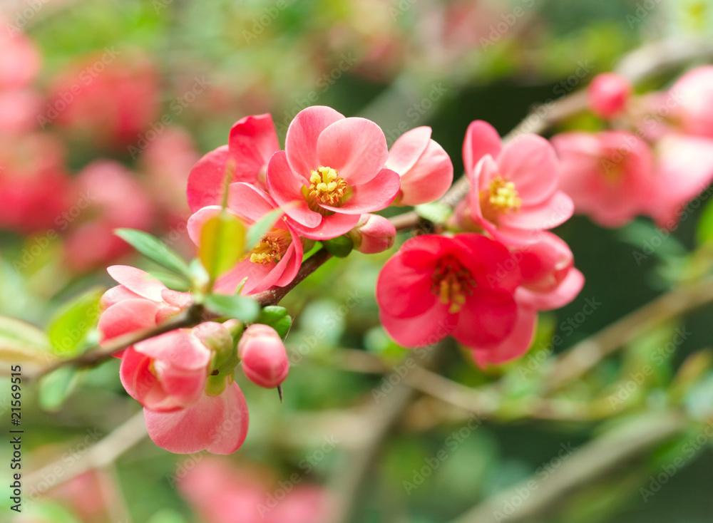 Fototapeta premium Spring blossoms.