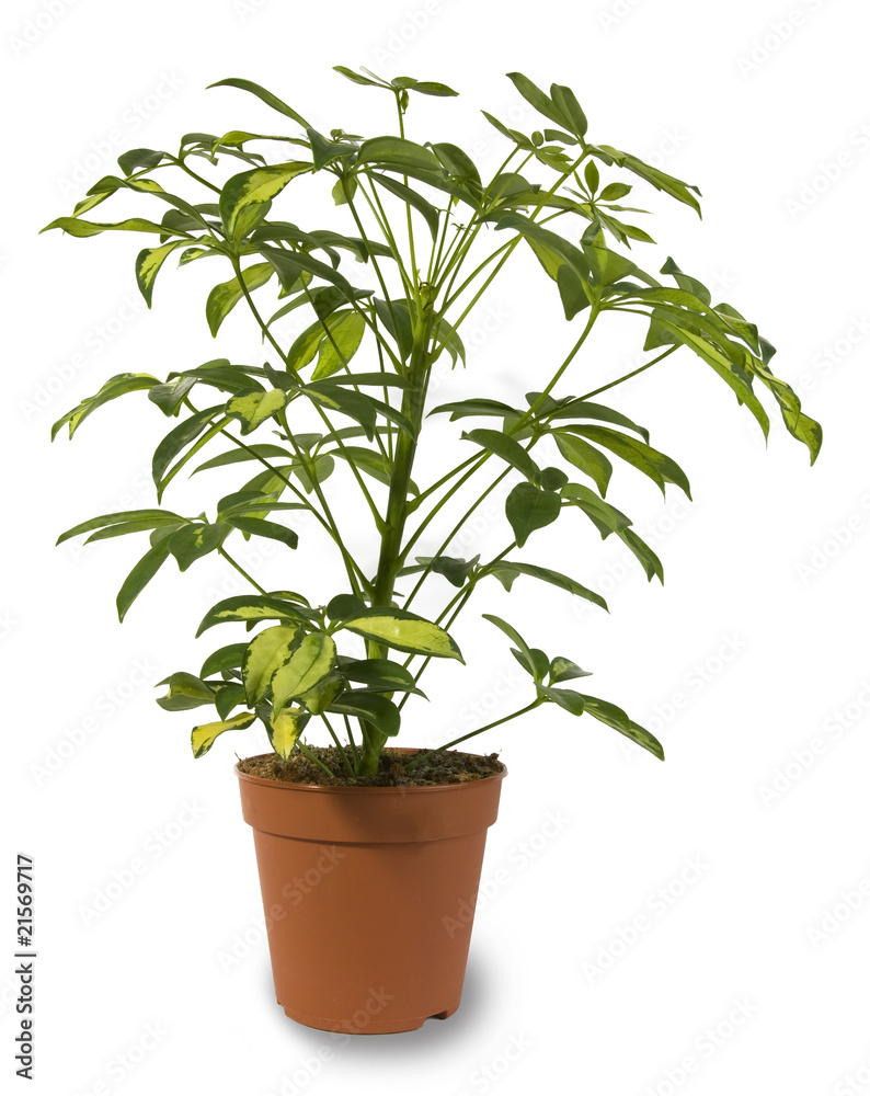 Indoor Plant Isolated