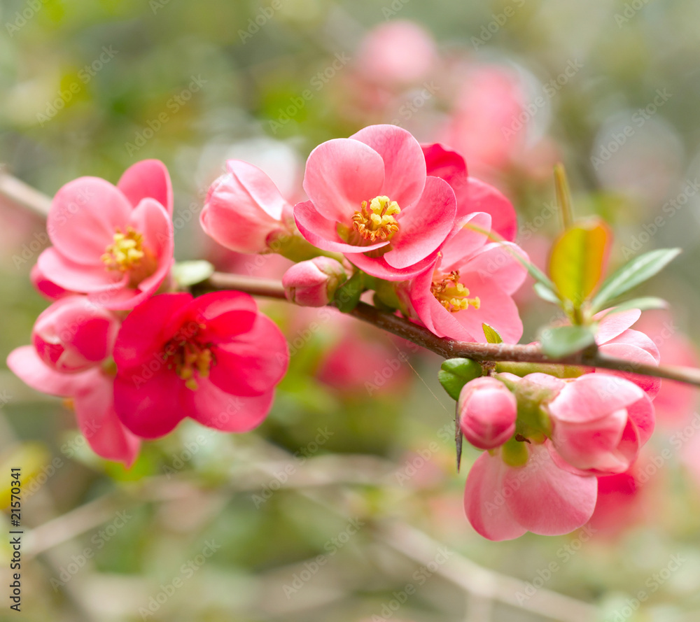 Spring blossoms. Spring blossoms.