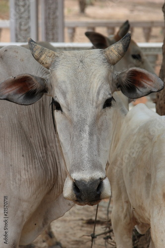 cambogia mucche