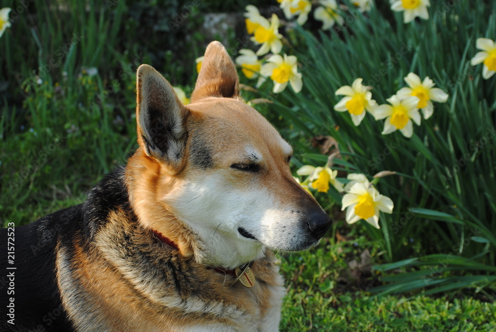 cane fra i fiori
