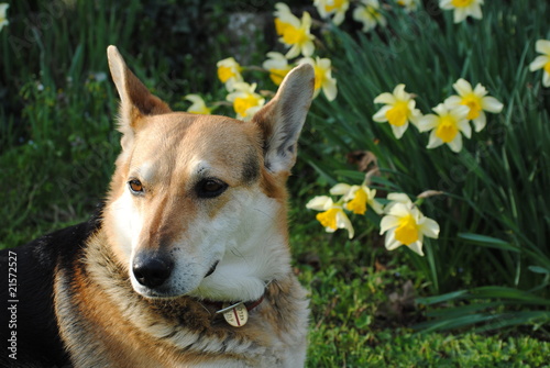 cane fra i fiori