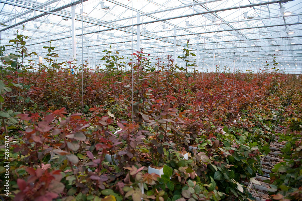 Greenhouse with roses Greenhouse with roses