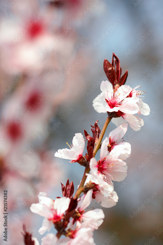 Spring flowers Spring flowers