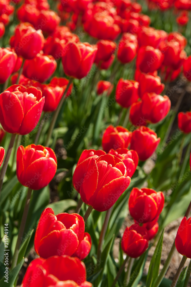 Red tulips Red tulips