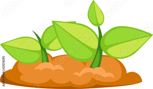 sprout