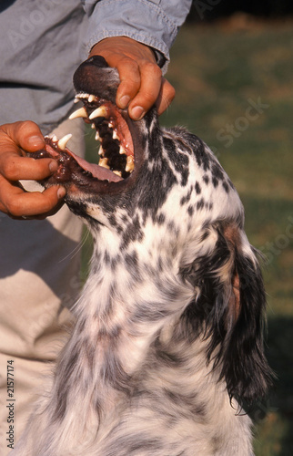 ouvrir la gueule d'un chien
