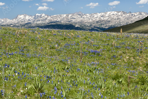 Alpine wildflower landscape