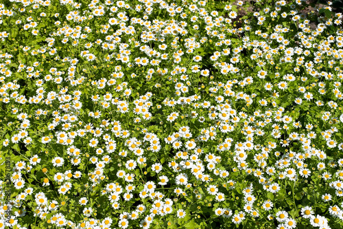 Camomile field