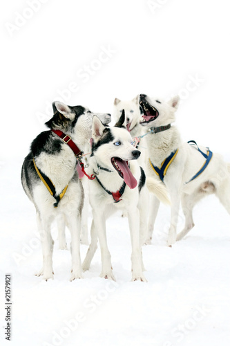 Huskys