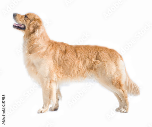 Canvas Print Golden retriever isolated on white background