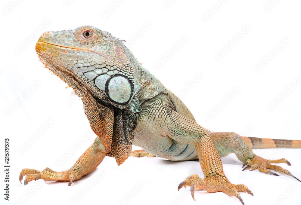 Obraz premium iguana