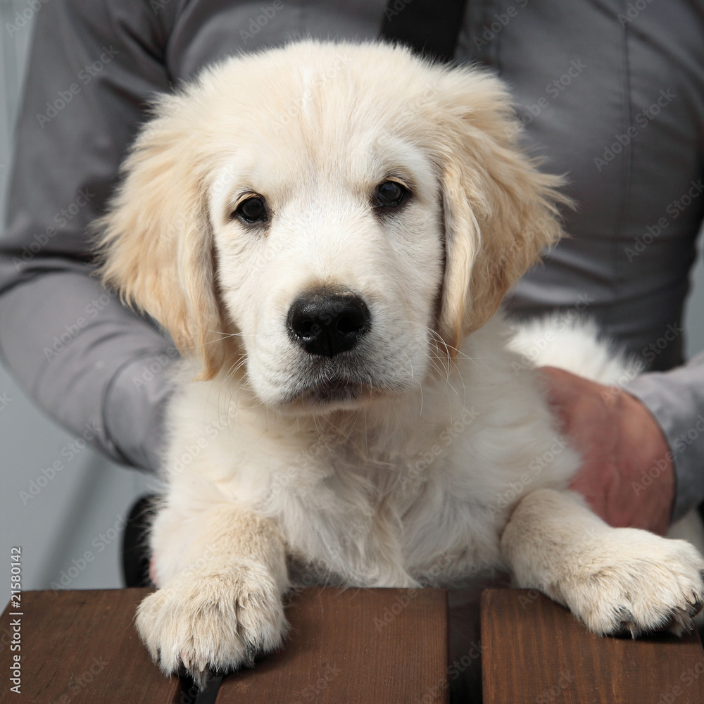 Jeune Golden Retriever (2 mois) Photos Adobe Stock