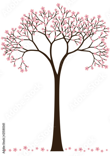 cherry blossom tree