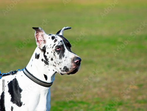 Great dane dog portrait.