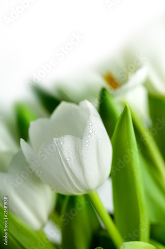 Fototapeta Naklejka Na Ścianę i Meble -  White Tulips